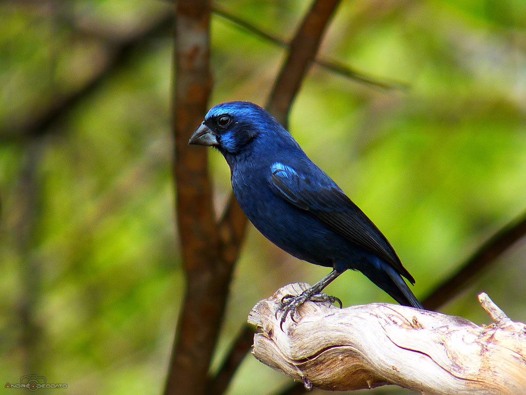 Azulão macho em habitat natural