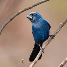Azulão plumagem azul intensa