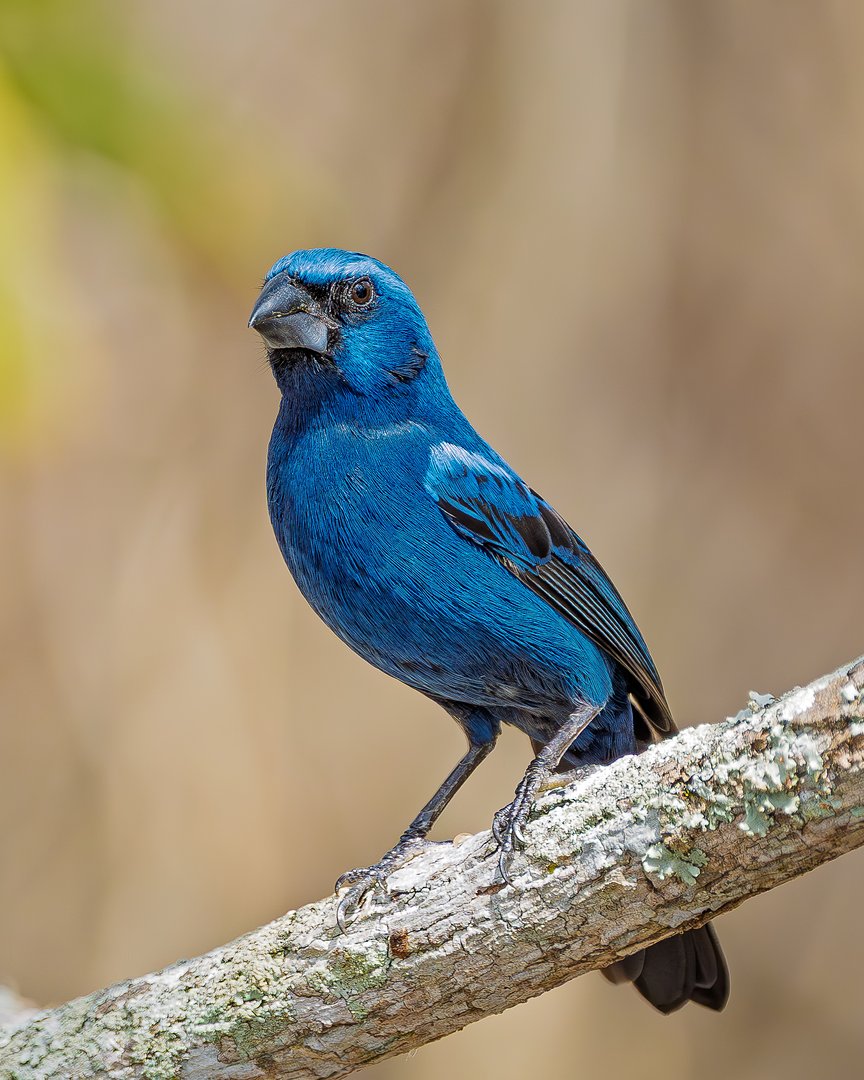Azulão close up detalhes plumagem