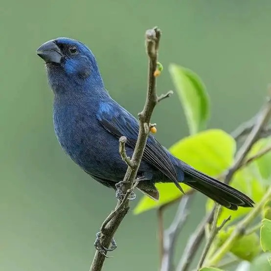 Azulão postura natural galho