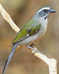 Trinca-Ferro postura